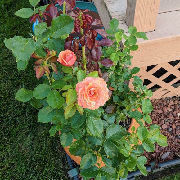 Meet your Posher, Anna - Picture 1 of 1